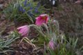 Pulsatilla vulgaris Sasanka zwyczajna